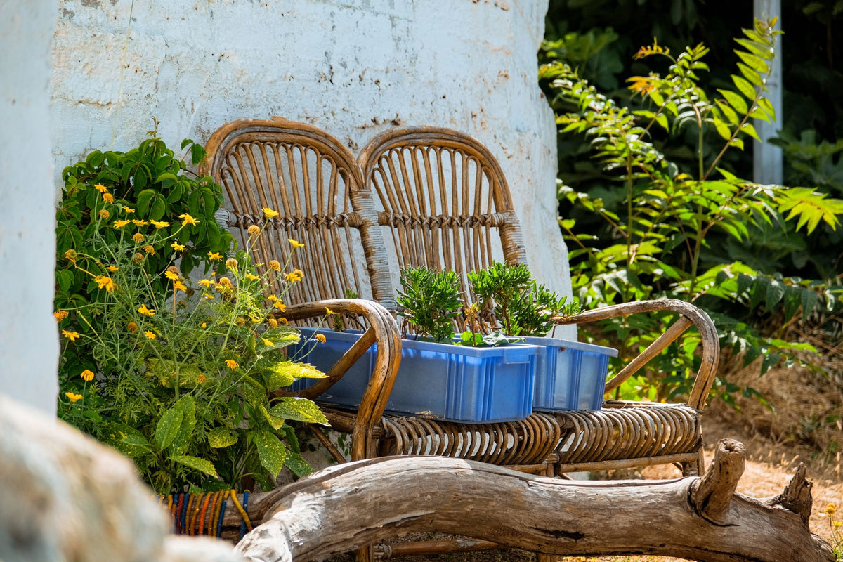 A peaceful outdoor space with wicker chairs and vibrant plants in natural sunlight.